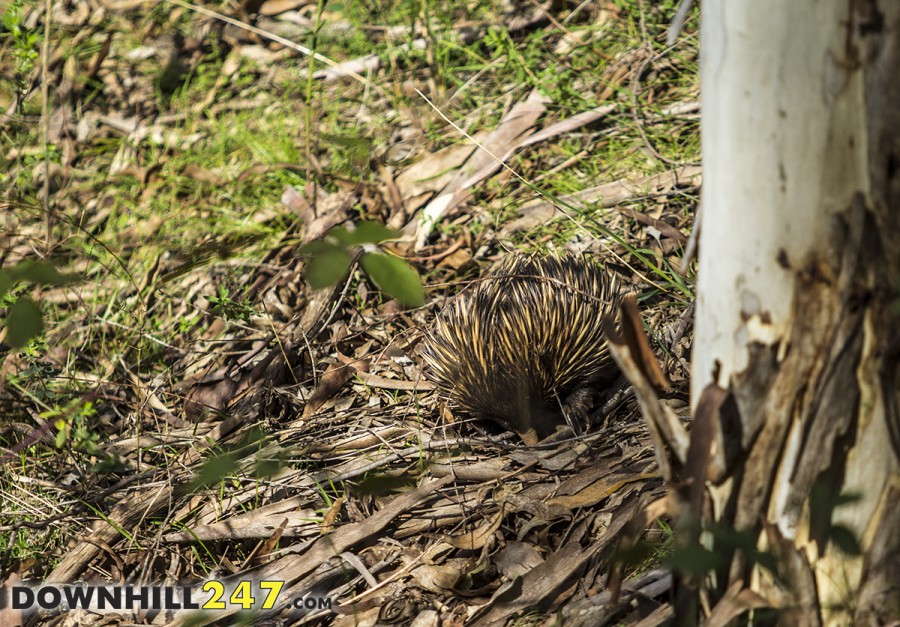 Running off the track was bad enough with the blueberry's (spare a thought for marshals and photographers who had to traverse it!) but a this prickly little fella in and an off the track excursion could have been really interesting!