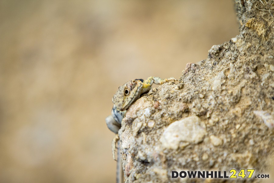 There were all types of spectators on the hill for a look!