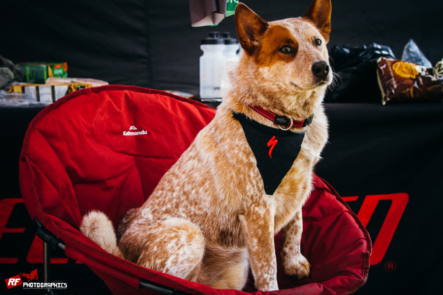 The Specialized team dog.