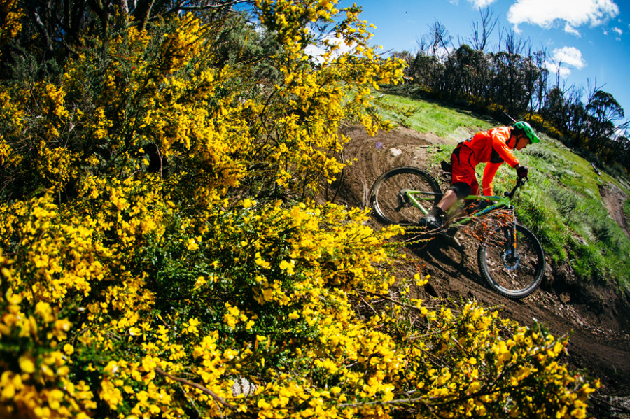 Ben McIlroy descending through the wattle